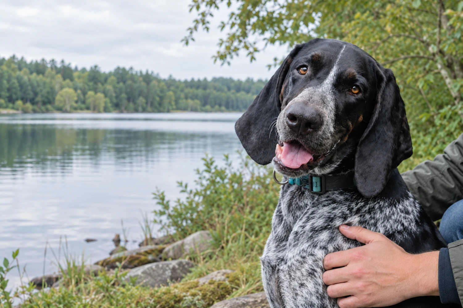 Ein schwarz-weiß gesprenkelter Hund am See, eine Hand liegt sanft an seiner Brust.