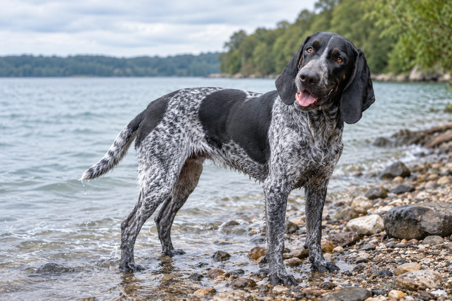 Ein gesprenkelter Hund am kiesigen Seeufer.